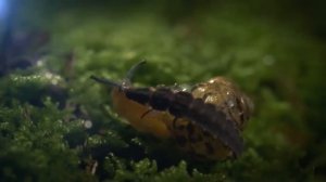 Миллиметровый Мир.