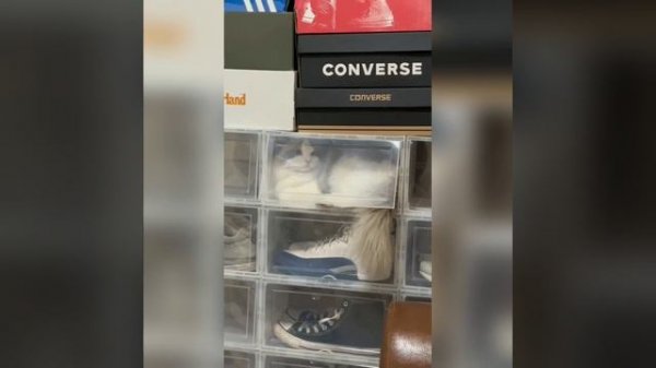 Мы в ВК https://vk.com/life_of_cats