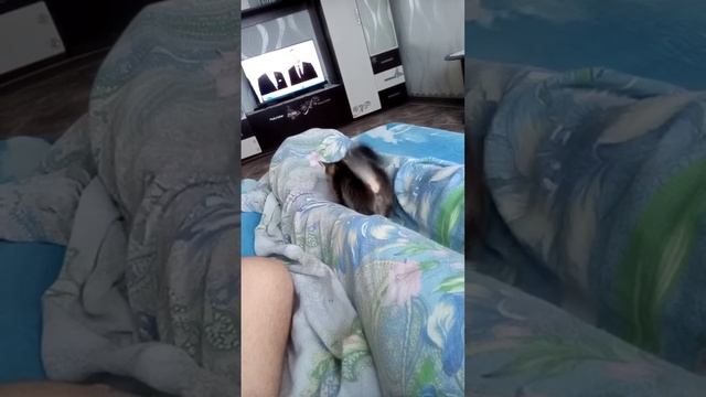 Вася на охоте. смотреть онлайн