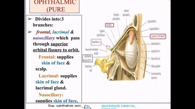 16. Trigeminal nerve. Structure, functions. Topical diagnosis in case of its defeat. смотреть онлайн