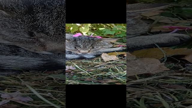 Сплю ####не мешай