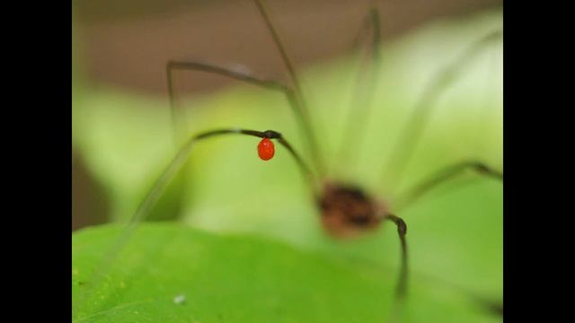 Spiders - Part 4 "All in the Family" смотреть онлайн