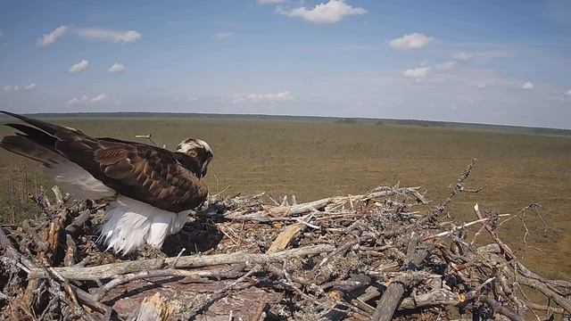Скопа_Красный Бор_Реакция самца на чужака-латыша (18 мая 10:16) смотреть онлайн