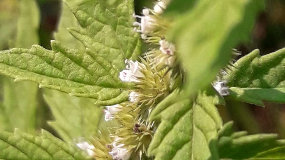 201. Зюзник европейский - Lycopus Europaeus