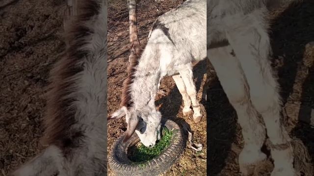 Коні Ваговози.Жеребець на Паровку.Привезли лошицю з Бачача.Коні Тернопільщи.March 3, 2024