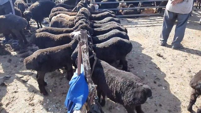 АНДИЖОН ХУЖАОБОД КУЙ БОЗОРИ НАРХЛАРИ 2021 ANDIJON XÒJAOBOD QÒY BOZORI NARXLARI 2021 ХСОРИ КУЗИЛАР смотреть онлайн