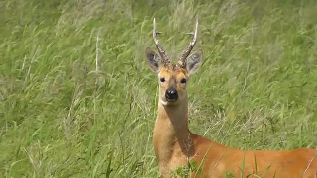 САМЕЦ КОСУЛИ ЗАНЯЛ ОБОРОНУ смотреть онлайн