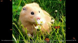 мы хомяки хомячим)