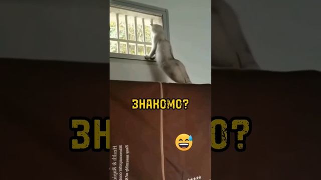 Самая бесячая функция Москвич 3, #рекомендации #москвич3 #comedyshorts #котики смотреть онлайн