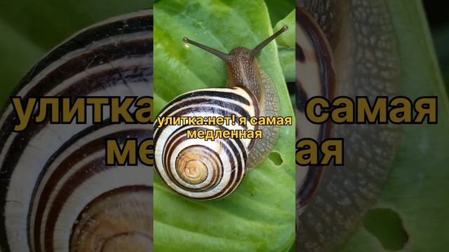 кто самый медленный? #подпишись#черепаха#улитка#математика смотреть онлайн