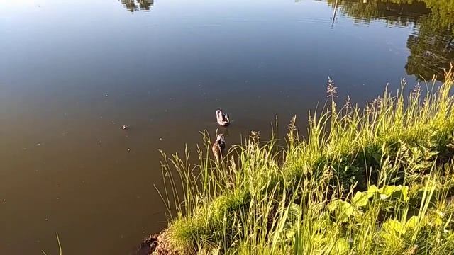 17.06.2022 В Камском Устье, утки в озере VID 20220617 190205 смотреть онлайн