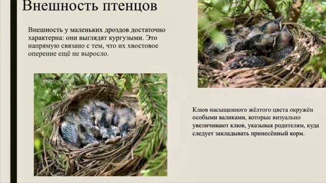 Коля о певчих дроздах смотреть онлайн