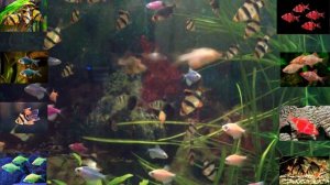 Барбус суматранский, виды, содержание, нюансы.