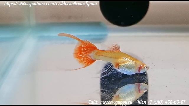 Самочка GUPPY ALBINO RIBBON LYRE TAIL смотреть онлайн