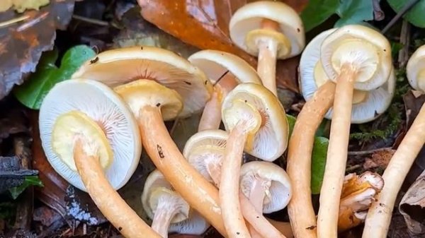 САМЫЕ ПОПУЛЯРНЫЕ ГРИБЫ ОПЯТА, ПОГРУЗИМСЯ В МИР ОПЯТ