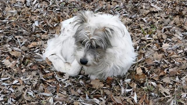 Курортный парк Ессентуков зимой смотреть онлайн