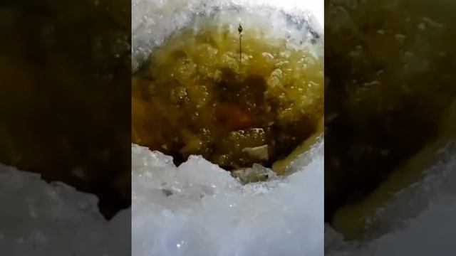 Ночной налимчик.