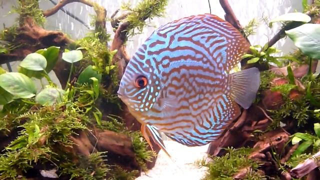 Мой дискусятник смотреть онлайн