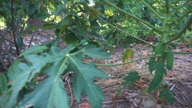 Kebun Kakao MCC 02 Tumpang sari Pepaya | Klon 45 Masamba | Rejuvenasi Pepaya | Integrated Farming смотреть онлайн