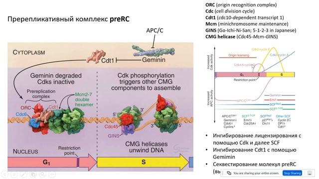 7. Синтетическая фаза. смотреть онлайн