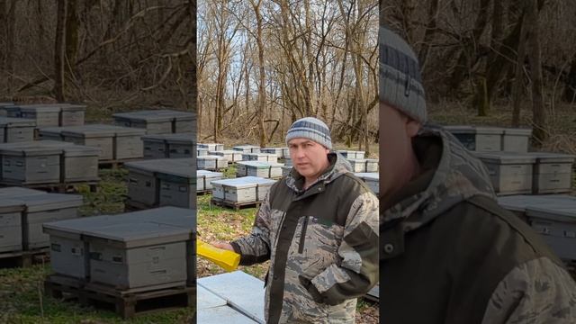 Пасека Pavelbee