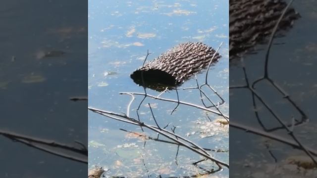 Черепахи на бревне смотреть онлайн