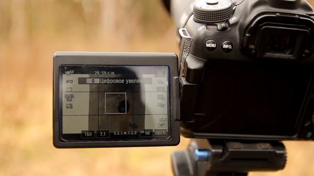 фотоохота / Canon 70D