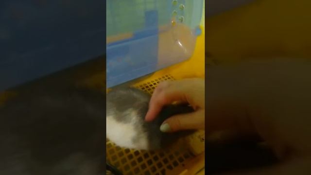 Сэм декоративная крыса смотреть онлайн