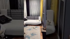 Обработка кошек от внутренних и внешних паразитов каплями на холку Селафорт