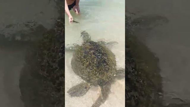 Обед для Черепахи🐢 😍#turtlelovers #turtlenecks смотреть онлайн