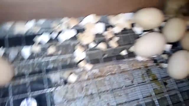 Вывод цыплят закончился! / К сожалению не все здоровые / 97 цыплят смотреть онлайн