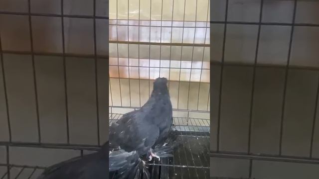 Старопородные голуби. Двухчубые голуби. Tauben. Pigeons. Palomas. Pombos. 비둘기. کبوترها.