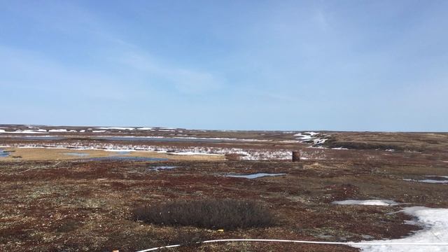 тундра весной.mp4