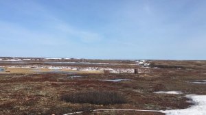 тундра весной.mp4