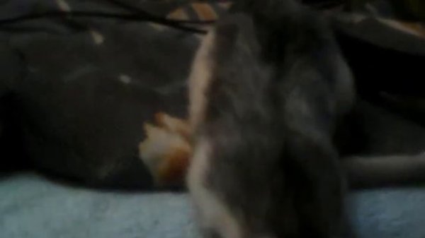 Меломанка №9