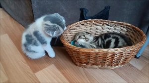 Шотландские вислоухие котята