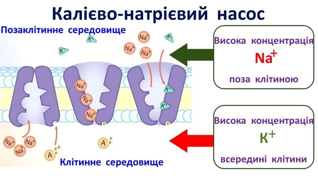 Транспорт речовин смотреть онлайн