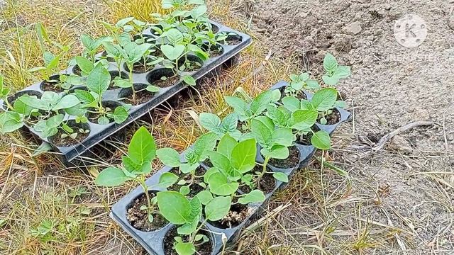 Выращивание картофеля из семян