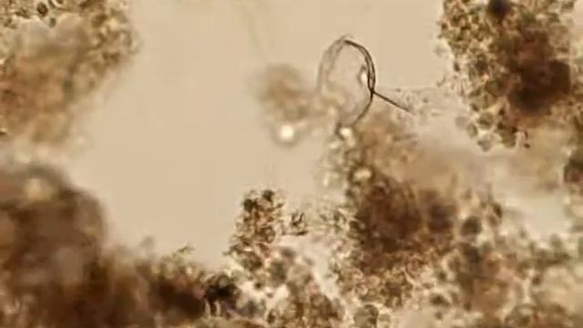 Тихоходка в активном иле Хабаровска