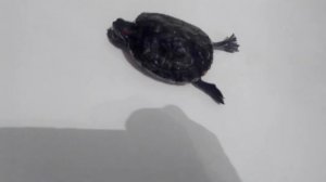 нега: черепаха су́шит ласты 🐢