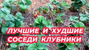 ЛУЧШИЕ и ХУДШИЕ СОСЕДИ для КЛУБНИКИ. С кем не дружит клубника?