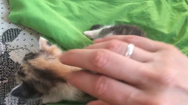 Мое маленькое чудо, которое неожиданно появилось сегодня утром и заняло на весь день мое внимание смотреть онлайн