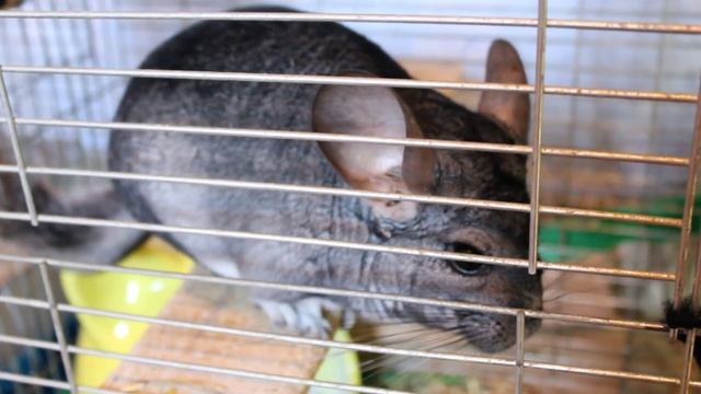 Шуша в клетке. Побег невозможен.