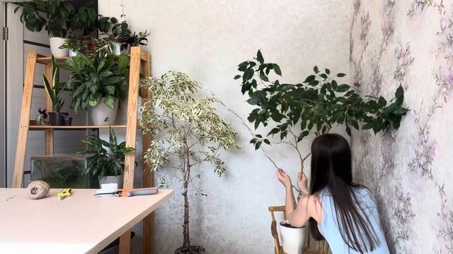 Формируем пышные фикусы: пересадка, обрезка, советы по уходу 🪴