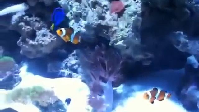 20 Gallon Saltwater Aquarium Update #3 MAJOR changes :D смотреть онлайн