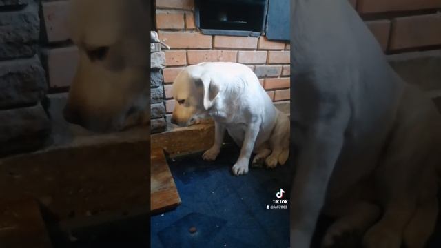 Дана і каша🙃Коти залишилися голодними😂😂😂 смотреть онлайн