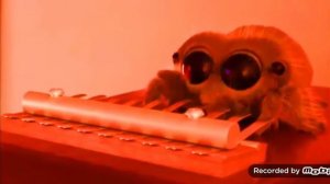 Паучок лукас