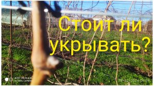 Стоит ли укрывать виноград на юге и для чего это делать