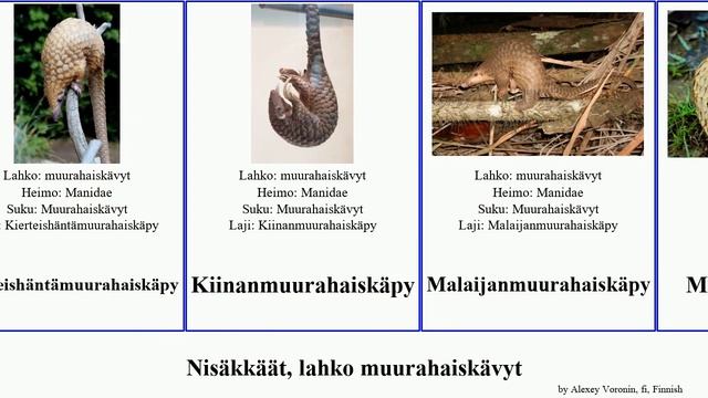 Nisäkkäät, lahko muurahaiskävyt americana mammal Smutsia joresi Intianmuurahaiskäpy culionensis смотреть онлайн