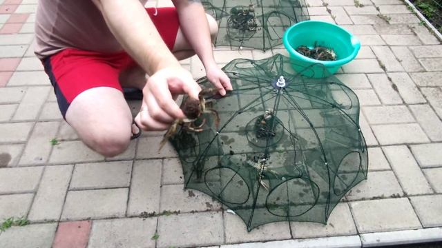 Как ловить раки на китайские раколовки??? Самый простой и эффективный способ ловли раков!!!